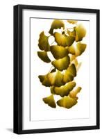 Cluster of Green Leaves-Philippe Sainte-Laudy-Framed Photographic Print