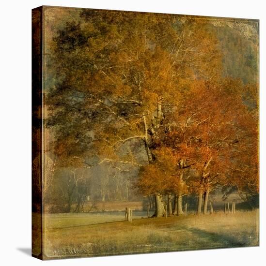 Cluster of Oaks-Danny Head-Stretched Canvas