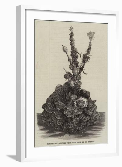 Cluster of Oysters from the Beds of St Brieux-null-Framed Giclee Print