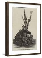 Cluster of Oysters from the Beds of St Brieux-null-Framed Giclee Print