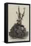 Cluster of Oysters from the Beds of St Brieux-null-Framed Stretched Canvas