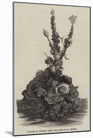 Cluster of Oysters from the Beds of St Brieux-null-Mounted Giclee Print