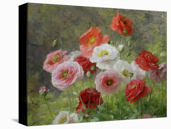 Cluster of Poppies, 1884-Louis Marie Lemaire-Stretched Canvas