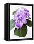 Cluster of Purple Hydrangea Flowers-Michelle Garrett-Framed Stretched Canvas