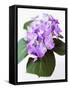 Cluster of Purple Hydrangea Flowers-Michelle Garrett-Framed Stretched Canvas