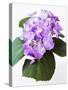 Cluster of Purple Hydrangea Flowers-Michelle Garrett-Stretched Canvas