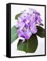 Cluster of Purple Hydrangea Flowers-Michelle Garrett-Framed Stretched Canvas