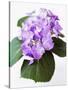 Cluster of Purple Hydrangea Flowers-Michelle Garrett-Stretched Canvas