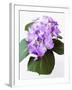 Cluster of Purple Hydrangea Flowers-Michelle Garrett-Framed Premium Photographic Print