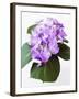 Cluster of Purple Hydrangea Flowers-Michelle Garrett-Framed Photographic Print