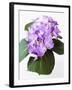 Cluster of Purple Hydrangea Flowers-Michelle Garrett-Framed Photographic Print