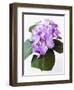 Cluster of Purple Hydrangea Flowers-Michelle Garrett-Framed Photographic Print