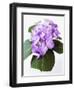 Cluster of Purple Hydrangea Flowers-Michelle Garrett-Framed Photographic Print