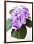Cluster of Purple Hydrangea Flowers-Michelle Garrett-Framed Photographic Print