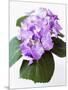 Cluster of Purple Hydrangea Flowers-Michelle Garrett-Mounted Photographic Print