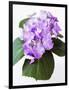 Cluster of Purple Hydrangea Flowers-Michelle Garrett-Framed Photographic Print