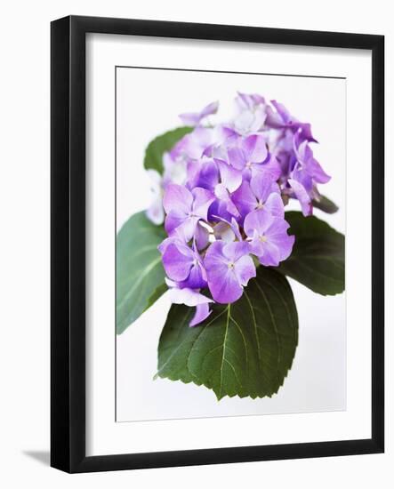 Cluster of Purple Hydrangea Flowers-Michelle Garrett-Framed Photographic Print