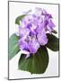 Cluster of Purple Hydrangea Flowers-Michelle Garrett-Mounted Photographic Print