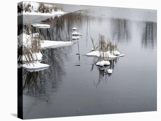 Cluster Of Reeds In Snow On Icy Pond-Anthony Paladino-Stretched Canvas