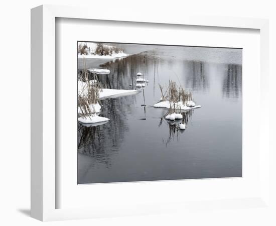 Cluster Of Reeds In Snow On Icy Pond-Anthony Paladino-Framed Giclee Print