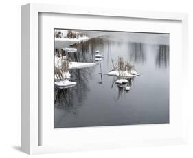 Cluster Of Reeds In Snow On Icy Pond-Anthony Paladino-Framed Giclee Print