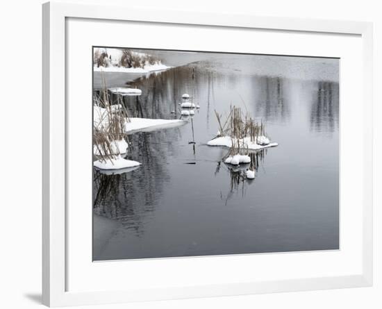 Cluster Of Reeds In Snow On Icy Pond-Anthony Paladino-Framed Giclee Print