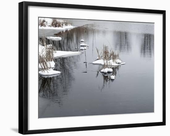 Cluster Of Reeds In Snow On Icy Pond-Anthony Paladino-Framed Giclee Print