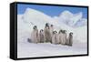 Cluster of Young Emperor Penguins-DLILLC-Framed Stretched Canvas