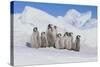 Cluster of Young Emperor Penguins-DLILLC-Stretched Canvas