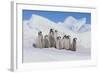 Cluster of Young Emperor Penguins-DLILLC-Framed Photographic Print
