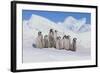 Cluster of Young Emperor Penguins-DLILLC-Framed Photographic Print