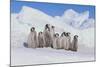 Cluster of Young Emperor Penguins-DLILLC-Mounted Photographic Print