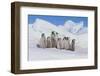 Cluster of Young Emperor Penguins-DLILLC-Framed Photographic Print