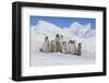 Cluster of Young Emperor Penguins-DLILLC-Framed Photographic Print