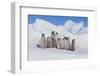 Cluster of Young Emperor Penguins-DLILLC-Framed Photographic Print