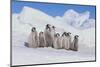 Cluster of Young Emperor Penguins-DLILLC-Mounted Photographic Print