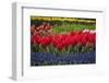 Clusters of Various Flowers Growing Together in Holland-Sheila Haddad-Framed Photographic Print