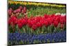 Clusters of Various Flowers Growing Together in Holland-Sheila Haddad-Mounted Photographic Print