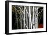 Clusters-Valda Bailey-Framed Photographic Print