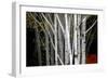 Clusters-Valda Bailey-Framed Photographic Print