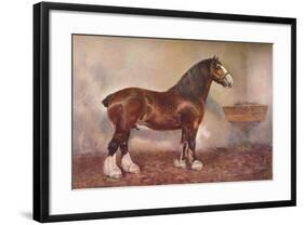 Clydedale stallion Prince of Albion, c1900 (c1910)-Frank Babbage-Framed Giclee Print