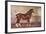 Clydedale stallion Prince of Albion, c1900 (c1910)-Frank Babbage-Framed Giclee Print