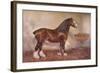 Clydedale stallion Prince of Albion, c1900 (c1910)-Frank Babbage-Framed Giclee Print