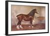 Clydedale stallion Prince of Albion, c1900 (c1910)-Frank Babbage-Framed Giclee Print