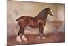 Clydedale stallion Prince of Albion, c1900 (c1910)-Frank Babbage-Mounted Giclee Print