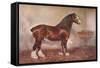 Clydedale stallion Prince of Albion, c1900 (c1910)-Frank Babbage-Framed Stretched Canvas