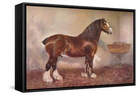 Clydedale stallion Prince of Albion, c1900 (c1910)-Frank Babbage-Framed Stretched Canvas