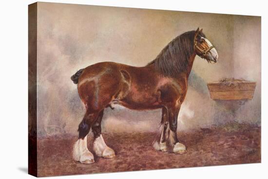 Clydedale stallion Prince of Albion, c1900 (c1910)-Frank Babbage-Stretched Canvas