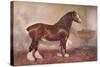 Clydedale stallion Prince of Albion, c1900 (c1910)-Frank Babbage-Stretched Canvas
