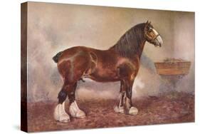 Clydedale stallion Prince of Albion, c1900 (c1910)-Frank Babbage-Stretched Canvas